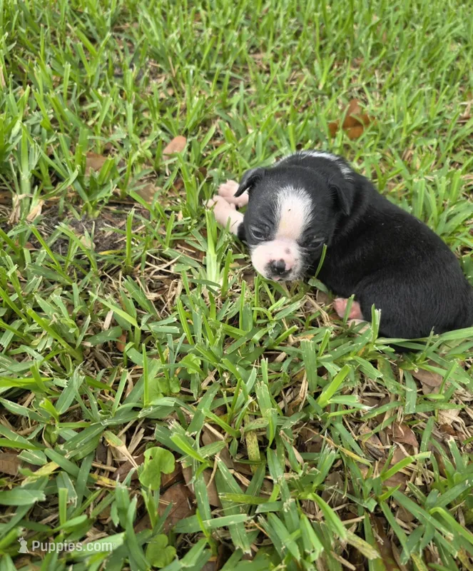 Trixie – Boston Terrier puppy for sale in Lakeland, FL