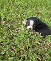 Trixie, a female Boston Terrier for sale in Lakeland, FL – 1 of 3