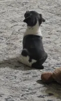 Rosco, a male Rat Terrier for sale in Lakeland, FL – 3 of 6