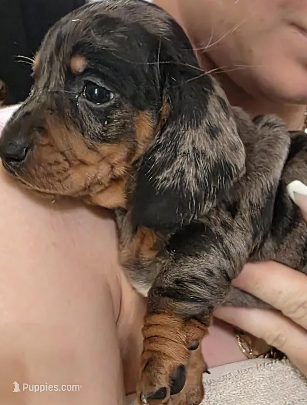 Winston – Miniature Dachshund puppy for sale in Lakeland, FL