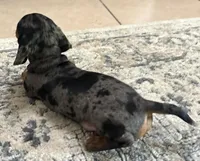 Winston, a male Miniature Dachshund for sale in Tampa, FL – Photo 5 of 5