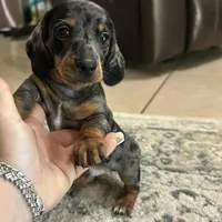 Winston, a male Miniature Dachshund for sale in Tampa, FL – Photo 3 of 5