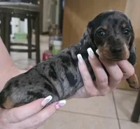 Winston, a male Miniature Dachshund for sale in Lakeland, FL – Photo 2 of 2