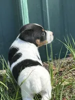 Luke, a male Jack Russell Terrier for sale in Lakeland, FL – Photo 2 of 2