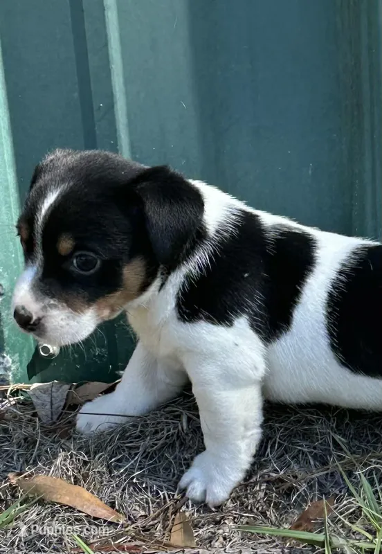 Luke – Jack Russell Terrier puppy for sale in Lakeland, FL