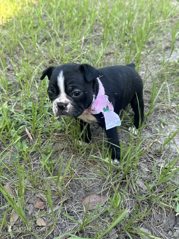 Peaches – Boston Terrier puppy for sale in Lakeland, FL