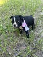 Peaches, a female Boston Terrier for sale in Tampa, FL – 1 of 3