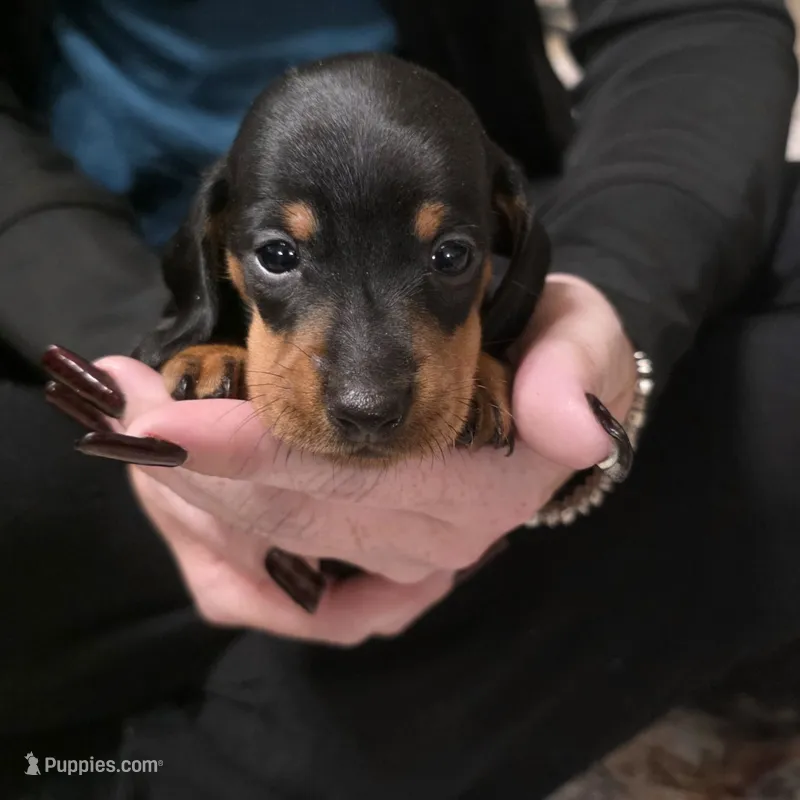 Jewel – Miniature Dachshund puppy for sale in Lakeland, FL