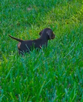 Sniper, a male Miniature Dachshund for sale in Lakeland, FL – 3 of 3