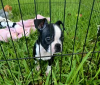 Trixie, a female Boston Terrier for sale in Gainesville, FL – 5 of 6