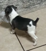 Rosco, a male Rat Terrier for sale in Lakeland, FL – 6 of 6