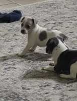 Rosco, a male Rat Terrier for sale in Lakeland, FL – 4 of 6