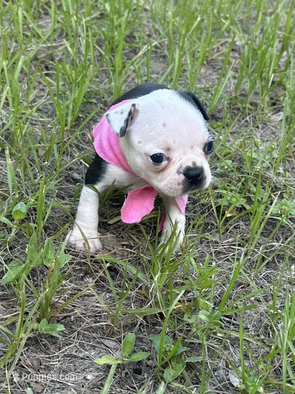 Lexi  – Boston Terrier puppy for sale in Lakeland, FL