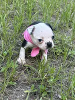 Lexi , a female Boston Terrier for sale in Tampa, FL – 1 of 3