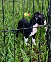 Trixie, a female Boston Terrier for sale in Gainesville, FL – 1 of 6