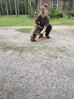 Eeyore, a male Miniature Dachshund for sale in Tampa, FL – 3 of 3