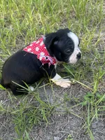 Trixie, a female Boston Terrier for sale in Tampa, FL – 1 of 2