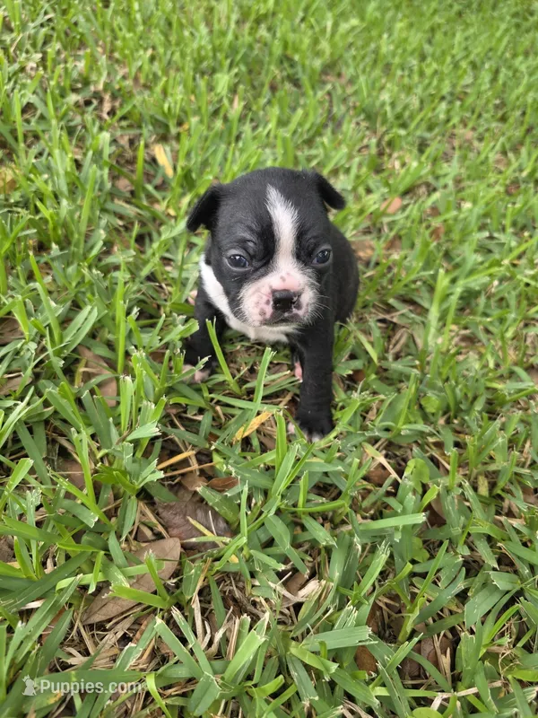 Peaches – Boston Terrier puppy for sale in Lakeland, FL