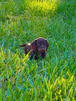 Sniper, a male Miniature Dachshund for sale in Lakeland, FL – 2 of 3