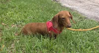 Gizmo, a male Miniature Dachshund for sale in Tampa, FL – 5 of 6
