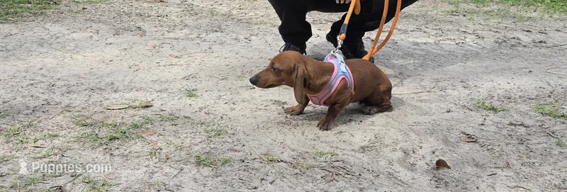 Sadie mae – Miniature Dachshund puppy for sale in Tampa, FL