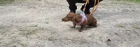 Sadie mae, a female Miniature Dachshund for sale in Tampa, FL – 1 of 4