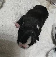Peaches, a female Boston Terrier for sale in Lakeland, FL – 3 of 4