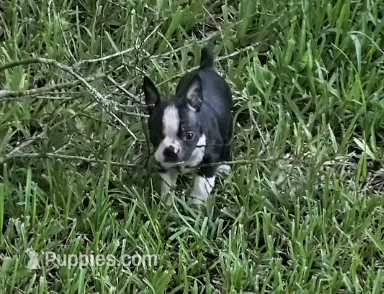 Trixie – Boston Terrier puppy for sale in Tampa, FL