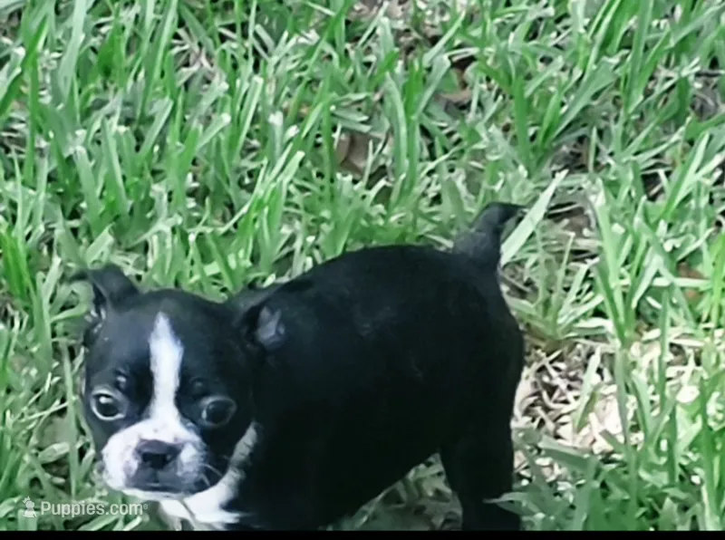 Peaches – Boston Terrier puppy for sale in Tampa, FL