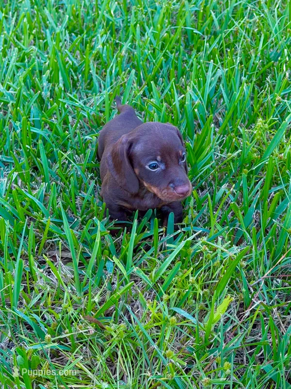 Sniper – Miniature Dachshund puppy for sale in Lakeland, FL