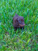 Sniper, a male Miniature Dachshund for sale in Lakeland, FL – 1 of 3