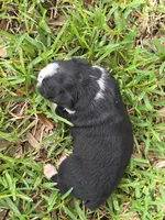 Trixie, a female Boston Terrier for sale in Lakeland, FL – 2 of 3