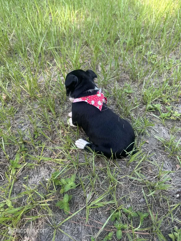Trixie – Boston Terrier puppy for sale in Lakeland, FL