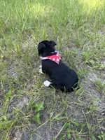 Trixie, a female Boston Terrier for sale in Tampa, FL – 2 of 2