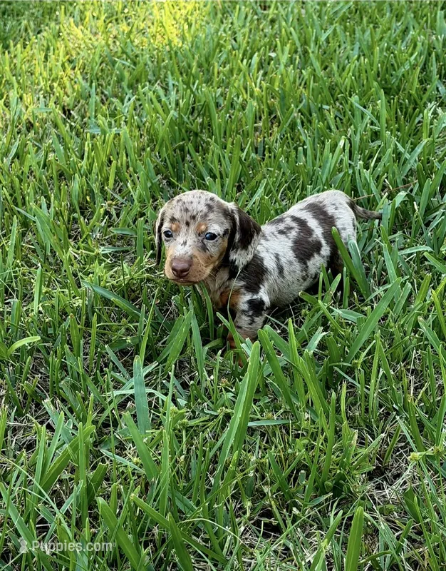 Camo – Miniature Dachshund puppy for sale in Lakeland, FL