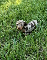Camo, a male Miniature Dachshund for sale in Lakeland, FL – 1 of 2