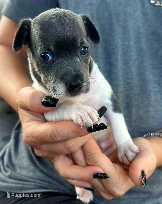 Rosco – Rat Terrier puppy for sale in Lakeland, FL