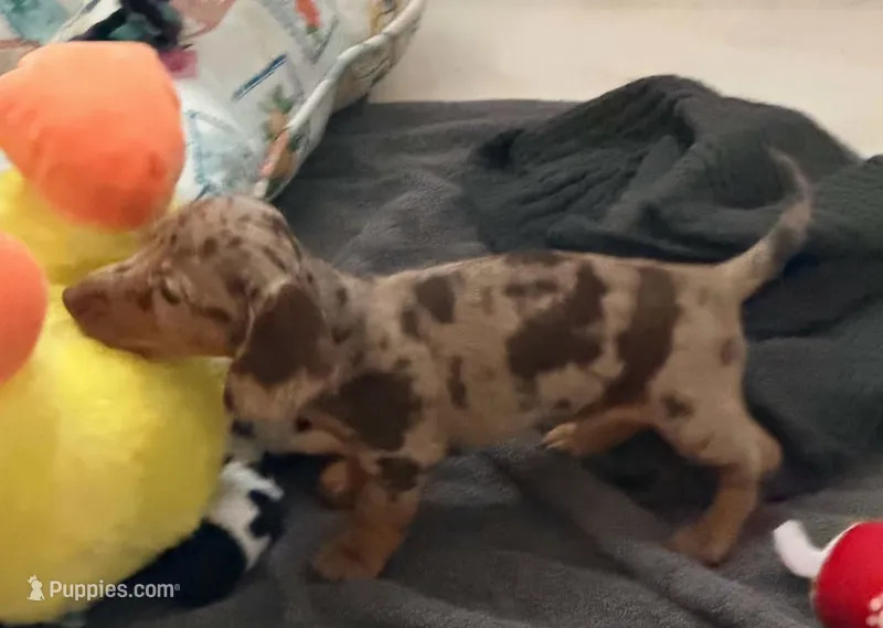 Camo – Miniature Dachshund puppy for sale in Lakeland, FL