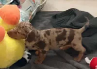 Camo, a male Miniature Dachshund for sale in Lakeland, FL – 1 of 2