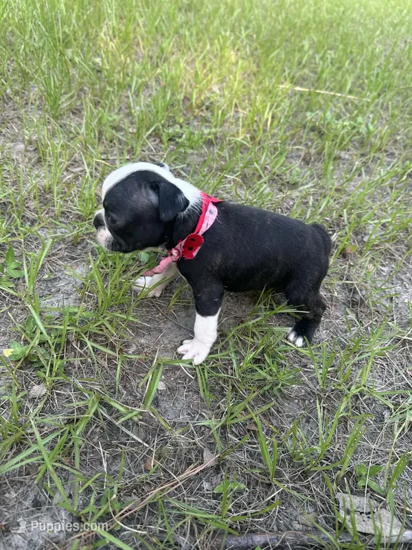 Lucy – Boston Terrier puppy for sale in Lakeland, FL