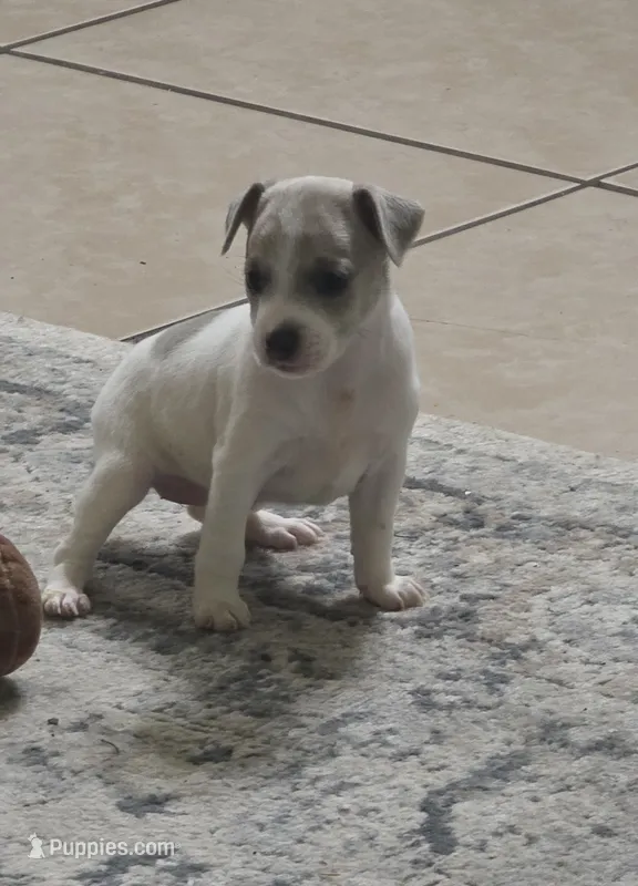 Koda – Rat Terrier puppy for sale in Lakeland, FL