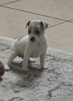 Koda, a female Rat Terrier for sale in Lakeland, FL – 1 of 4