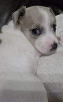 Koda, a female Rat Terrier for sale in Lakeland, FL – 4 of 4