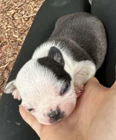 Lexi, a female Boston Terrier for sale in Lakeland, FL – 1 of 2