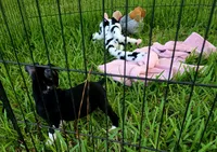 Trixie, a female Boston Terrier for sale in Gainesville, FL – 6 of 6