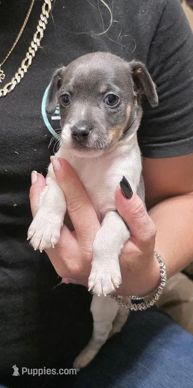 Rosco – Rat Terrier puppy for sale in Lakeland, FL