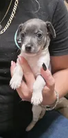 Rosco, a male Rat Terrier for sale in Lakeland, FL – 1 of 6