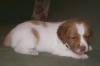 Orange, a female Brittany for sale in Greene, NY – 4 of 5