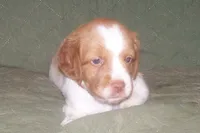 Orange, a female Brittany for sale in Greene, NY – 3 of 5