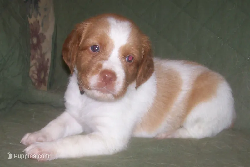 Orange – Brittany puppy for sale in Greene, NY